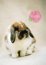 將圖片載入圖庫檢視器 【慈善義賣・兔協慈善月曆】攜手為愛發光！
