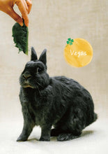 將圖片載入圖庫檢視器 【慈善義賣・兔協慈善月曆】攜手為愛發光！
